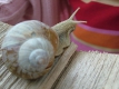 2007_0603ChorUder0099