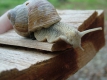 2007_0603ChorUder0100