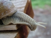 2007_0603ChorUder0101
