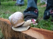 2007_0603ChorUder0102