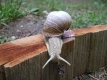 2007_0603ChorUder0103