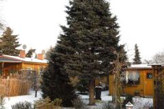 Weihnachtsbaum_2009