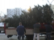 Christbaum-2009_03