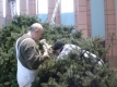 Christbaum-2009_18